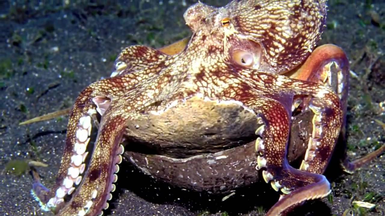 Image result for octopus