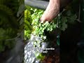 Hydrocotyle tripartita|Hydrocotyle tripartita grows beautifully both submerged and emersed