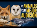 Los animales con la mejor audición del planeta
