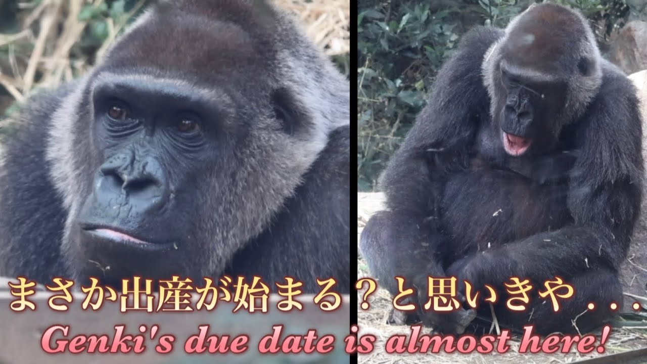 Gorilla⭐️ I can't take my eyes off Genki every day as she gives
