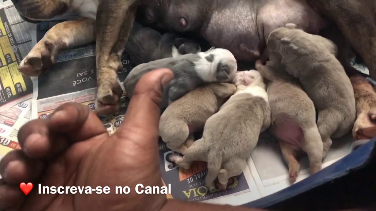 Filhotes nasceram ? E agora, qual primeiro passo ?