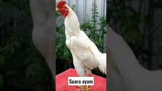 Suara Ayam Berkokok
