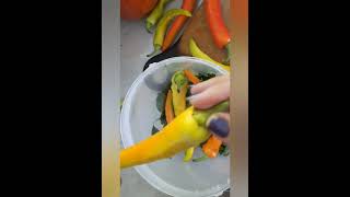 #гострийперець  #перецназиму #соління #food #життявселі #cooking #осінь