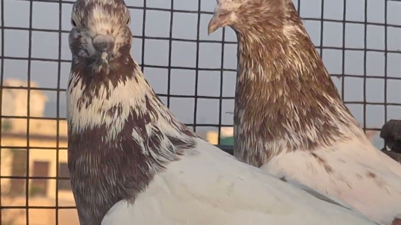 Not for sel only sonk 8529053300 sunil