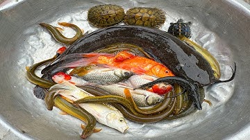 Kem Chanel lái công nông bắt cá chép, cá trê bự, cá màu sắc, con rùa, con lươn, cá sấu, cá Ranchu.