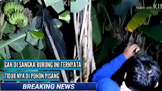 Ternyataburung Ini Tidurnya Di Pohon Pisang