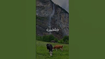 آيات تريح القلب والعقل للقارئ طارق محمد