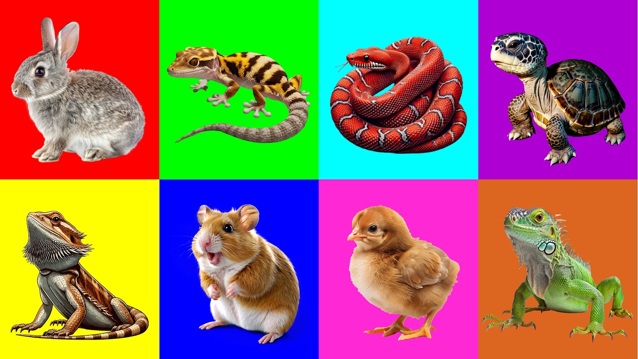 Охотничьи животные: черепаха, цыпленок, игуана, хомяк, геккон, кролик, кукурузная змея, бородатая...