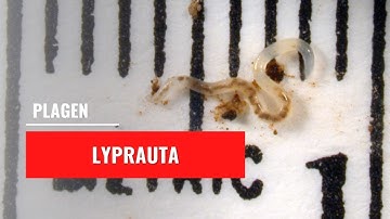 Potworm - Lyprauta | Plagen