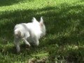 AUSTRALIAN SILKY TERRIER の動画、YouTube動画。