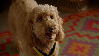 Waffle and Benji | Waffle the Wonderdog | Live Action Videos for Kids | WildBrain Zigzag