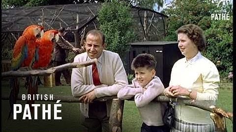 Tropical Birds Beware - Other Colour Pics Share This Title (1962)