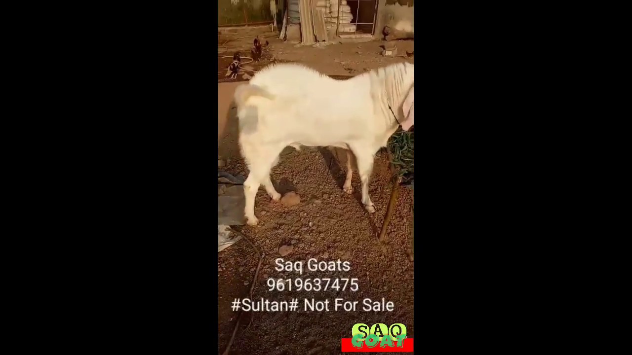 Patira Goat.
