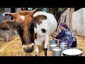 Cuisinez des plats sains et dlicieux  partir de lait frais la vie au village