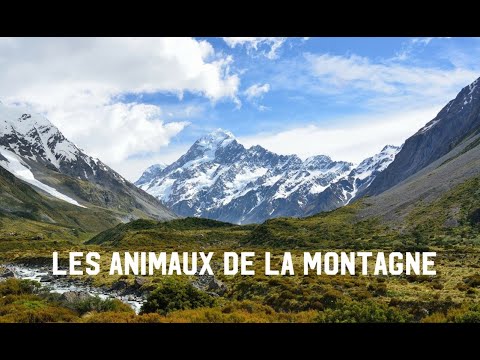 Vidéo: Quels Sont Les Animaux Et Les Plantes Dans Les Montagnes