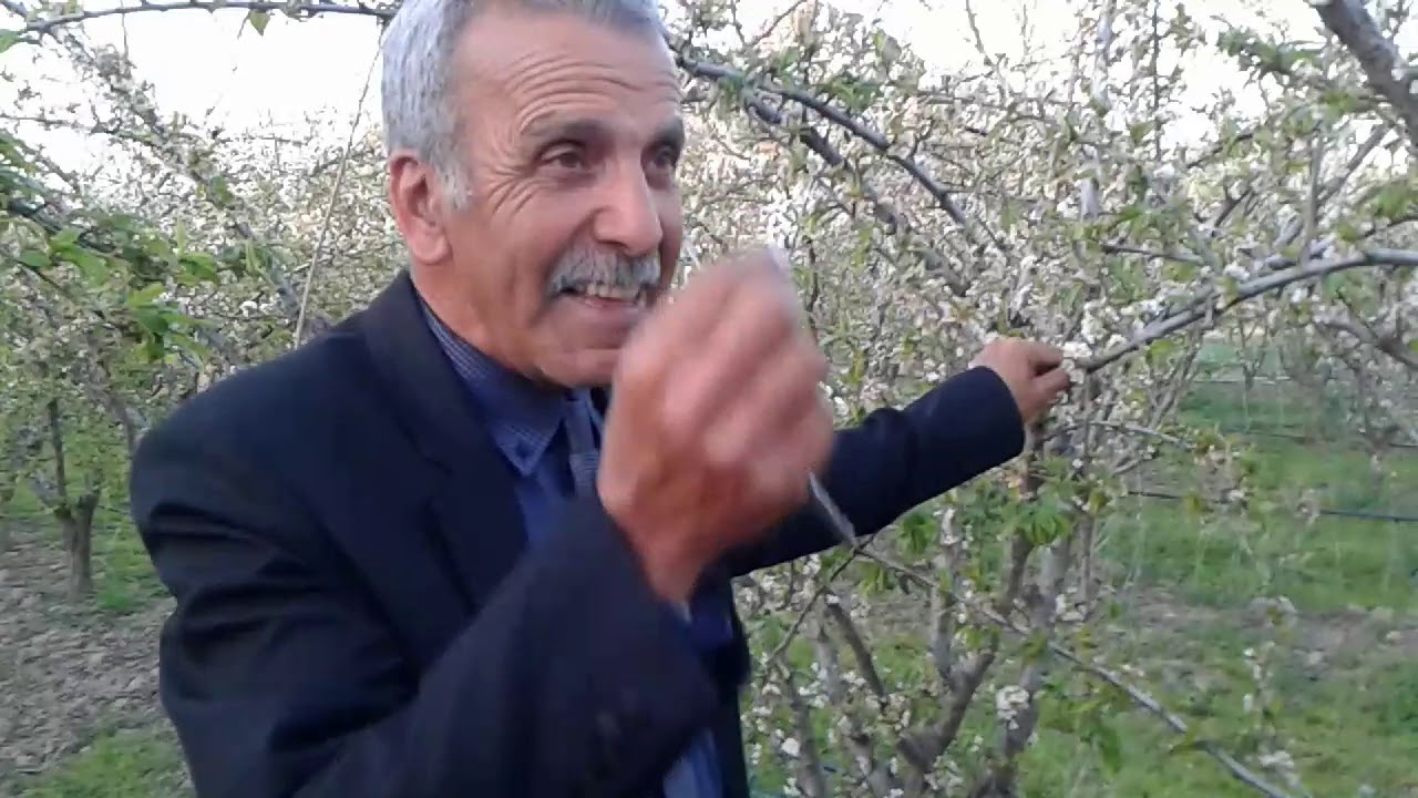 le reportage sur le Prunier de la variété : Black  Amber dans la région d azrou province d ifrane. d