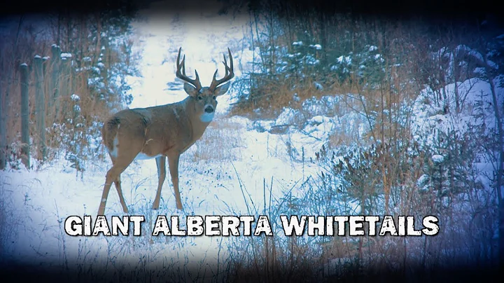 Giant Alberta Whitetails (TEASER)