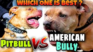 American Bully VS Pitbull || Differences Between American Bully & Pitbull || Best Breed For You by VLOGRSH 1,156 views 2 years ago 8 minutes, 20 seconds