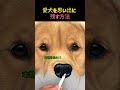 愛犬を思い出に残す方法