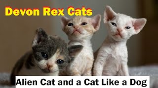 Best Cat Breeds In The World | |Best Cat Breed Ever | Devon Rex Cats Breed |