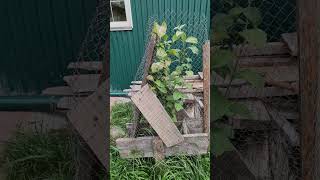 самодвижущаяся газонокосилка к открытию пастбища готова #horse #моялошадь #животные #лошадки #pony