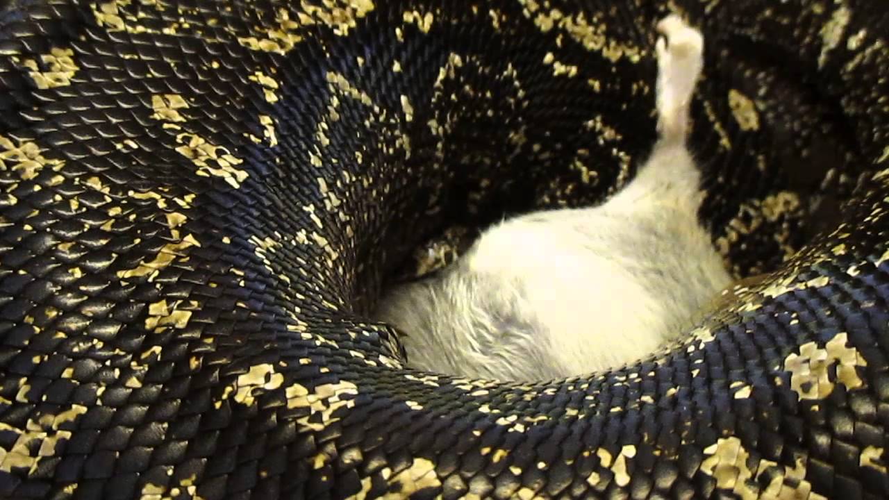 Helpful Tips On Feeding Big Constrictor Snakes - YouTube