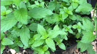 SPEARMINT vs PEPPERMINT + Mini GARDEN UPDATE - EP 78