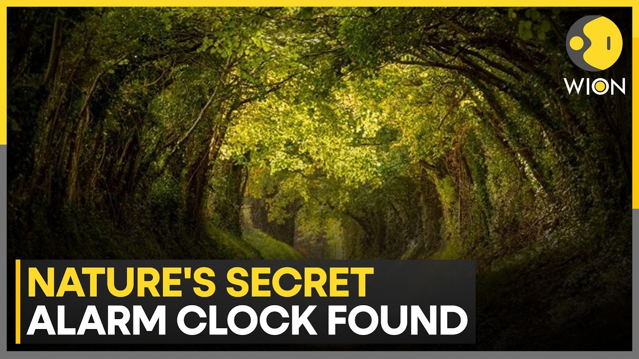 Plants Sense Sound Of Rain: New Study Reveals Secret Life Of Seeds | WION