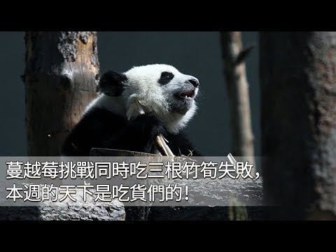 《熊貓TOP榜》第58期 蔓越煤挑戰同時吃三根竹筍失敗，本週的天下是吃貨們的！ | iPanda
