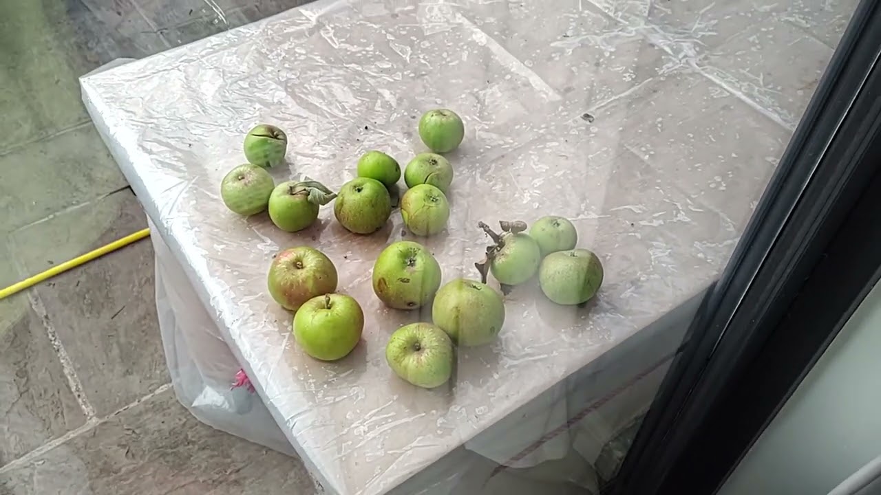 Apple (1440 video) - YouTube
