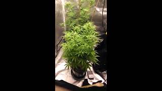 3x3 Grow First Update