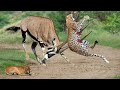 Gemsbok Knock Down Herd Cheetah With Their Horns To Rescue His Baby - Cheetah vs Gemsbok, Wildebeest