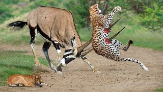 Gemsbok Knock Down Herd Cheetah With Their Horns To Rescue His Baby - Cheetah Vs Gemsbok, Wildebeest