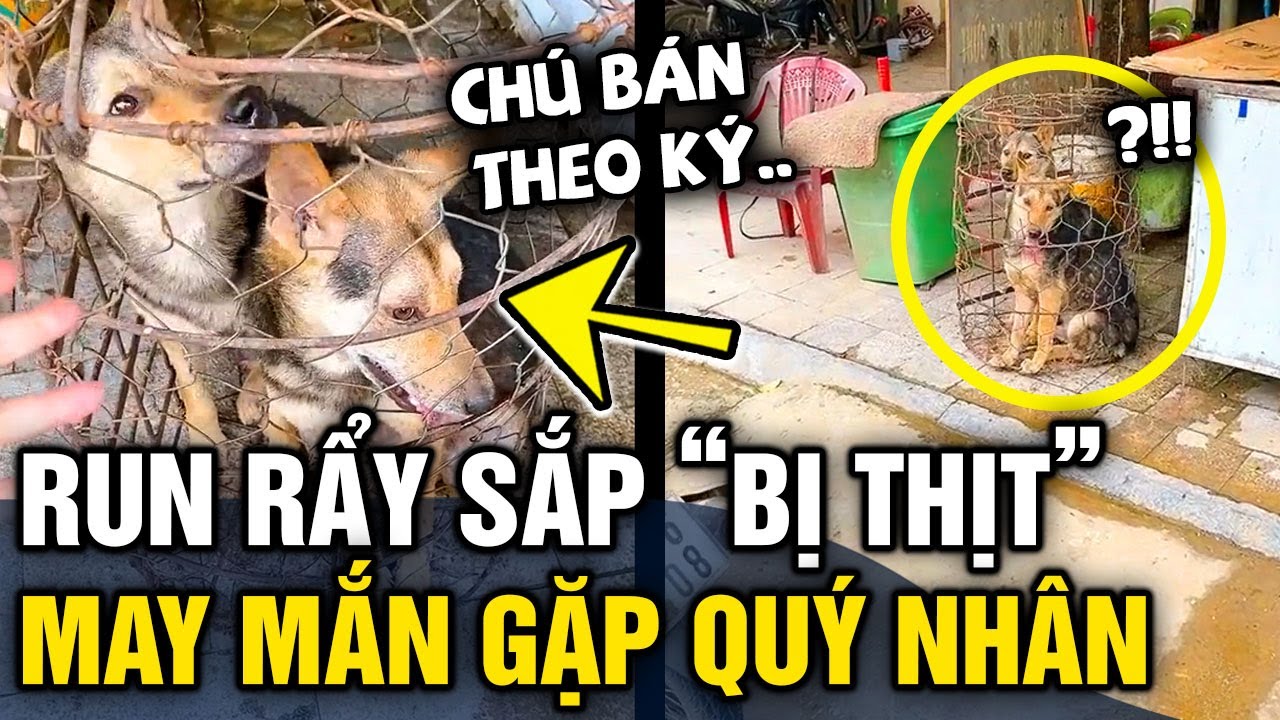 Thấy 2 chú chó 'RUN RẨY' sắp bị làm thịt, cô gái quyết định QUAY LẠI cứu mạng | Tin 3 Phút