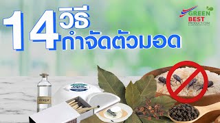 14 วิธีกำจัดมอด ทำง่ายๆด้วยตัวเอง by greenbestproduct