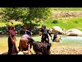 Washing a large flock of sheep in the roaring river with the help of the haider family
