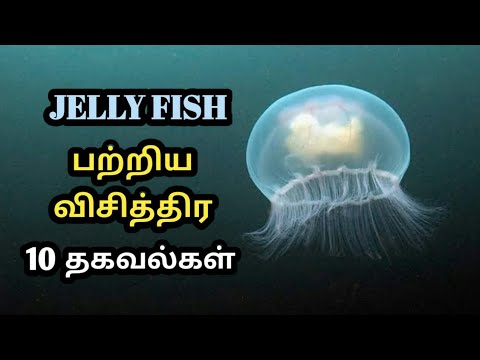 Jellyfish Facts in tamil | ஜெல்லிமீன் பற்றிய விசித்திர தகவல்கள்