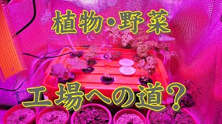 押入れ 水耕栽培 タイムラプス2021/04/25～