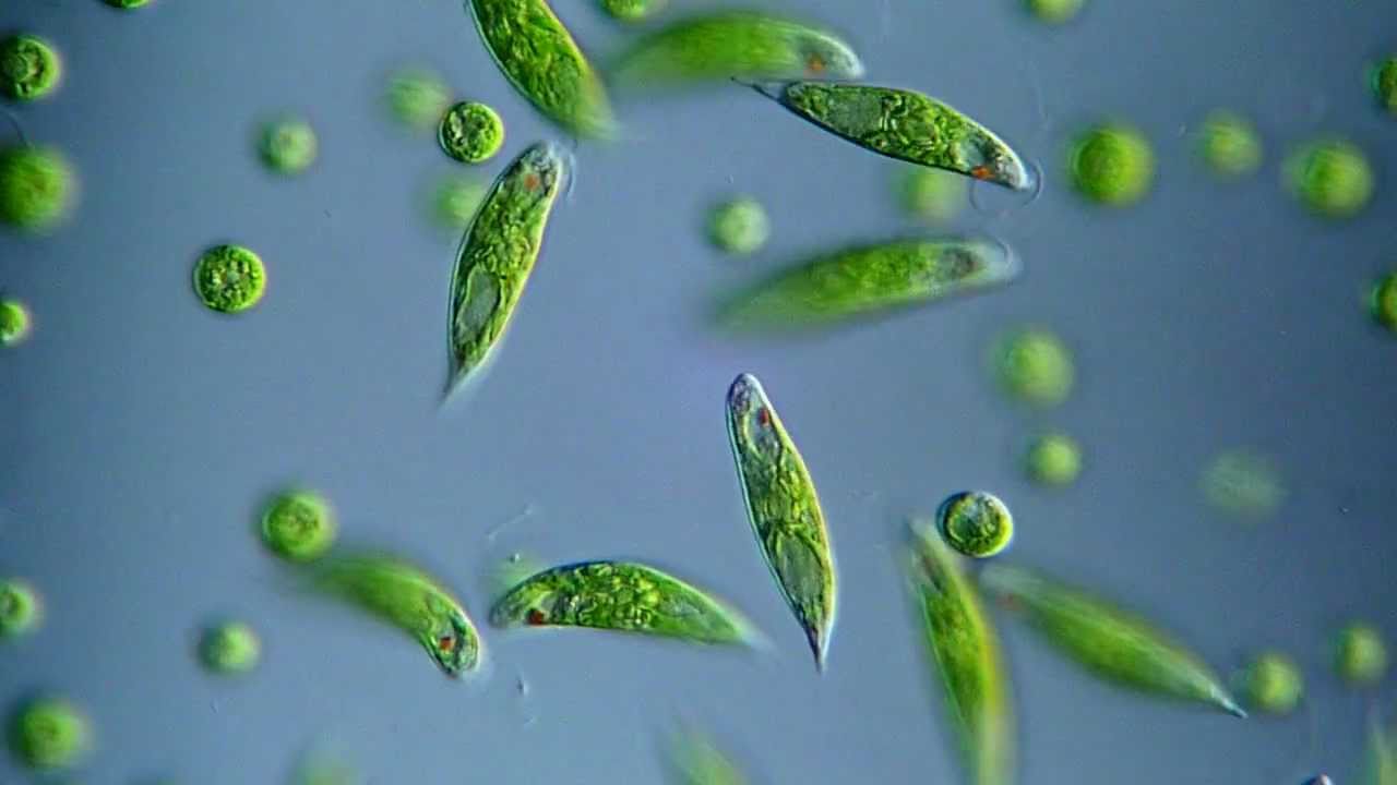  Euglena  viridis BF DIC microscope  400x YouTube