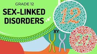 Sex linked Genetic diagrams