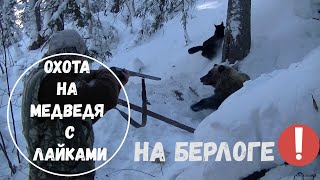 Охота на медведя с лайками в Сибири. Берлога. Охота на берлоге.