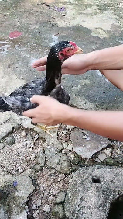 cara melatih ayam umur 3 bulan #ayam #ayambangkok #fyp #fypシ゚viral