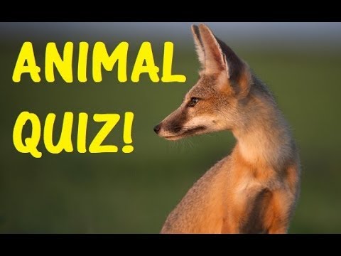 animal-general-knowledge-quiz!---hard-test-on-animals!