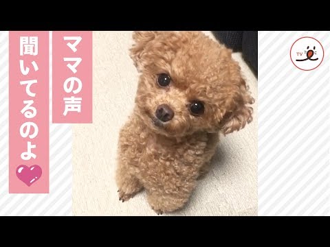ウルウルな瞳で見つめるワンコ👀✨ ママの声に反応して…💕【PECO TV】