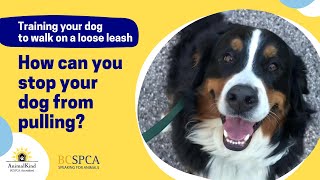 How can you stop your dog from pulling? And loose leash training activities | BC SPCA AnimalKind by BC SPCA (BCSPCA Official Page) 1,228 views 1 year ago 3 minutes, 28 seconds
