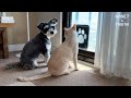 「外に行けない家猫」に寄り添う犬…その優しさに泣けた