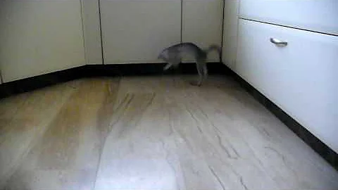 Watch the video about F4-Savannah male kitten and its prey...