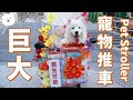 【南瓜PUMPKIN】全台最強『DIY寵物巨大推車』！！(薩摩耶Samoyed)