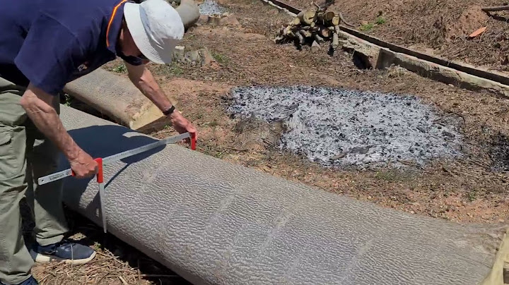 Paulownia wood, maturity cutting in 2022