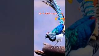 Am I Just A Pet  cute birdladyamherstspeasant feasantsforever cheerfeasant go